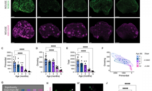 生育力下降别只怪卵子！Science｜卵巢里的神经、胶质细胞才是“隐形操控者”