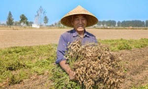 “花生上树”闹剧：AI翻车背后，我们都在弄丢常识？